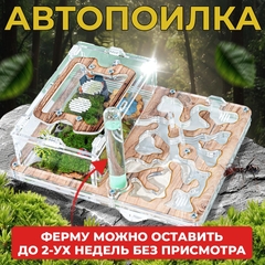 муравьиная ферма