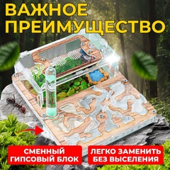 муравьиная ферма