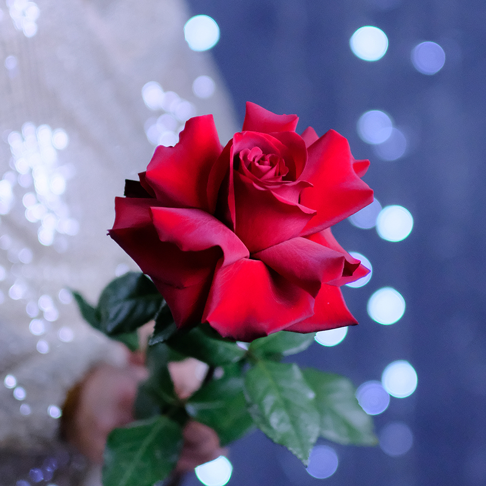 Букет французских роз Red