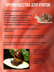 SEPIA панцирь каракатицы 12,7см