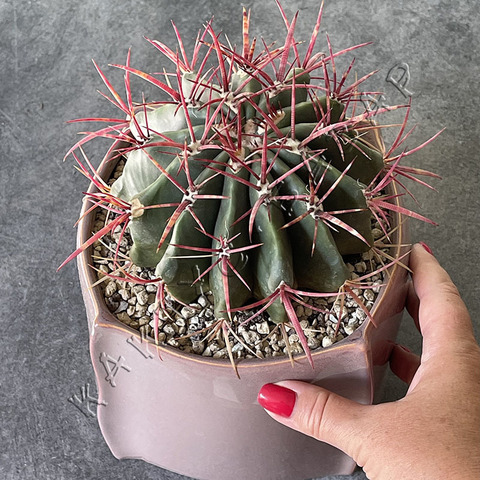 Ферокактус Волосистый в Керамике d20