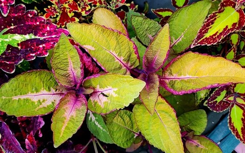 Big Enchilada колеус КСР