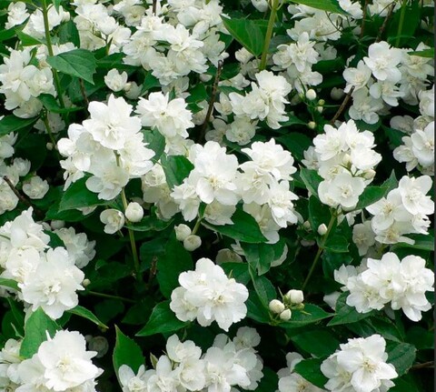 Чубушник (Жасмин садовый) Эльбрус