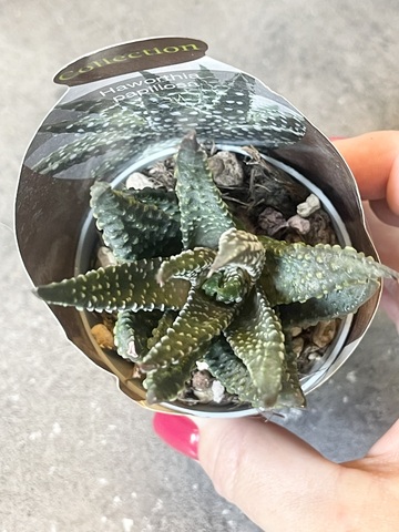 Хавортия Папилоза