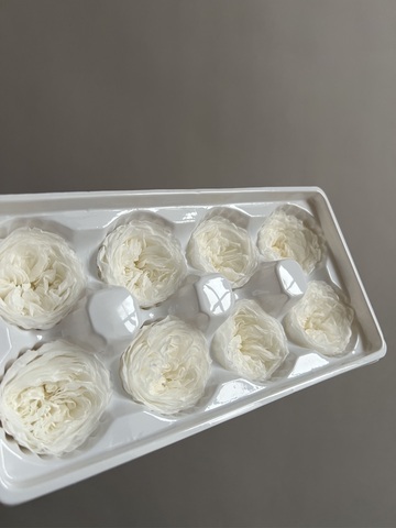 Роза пиновидная белая d=4-5 см (упак 8 шт)