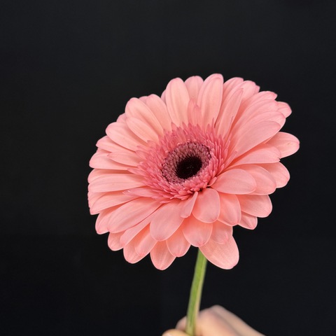 Гербера розовая / 1 шт