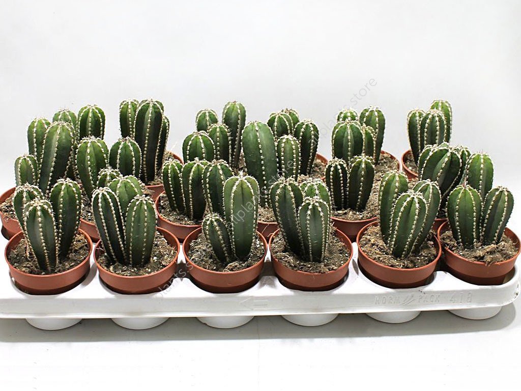 Кактусы Купить Интернет Магазин Недорого