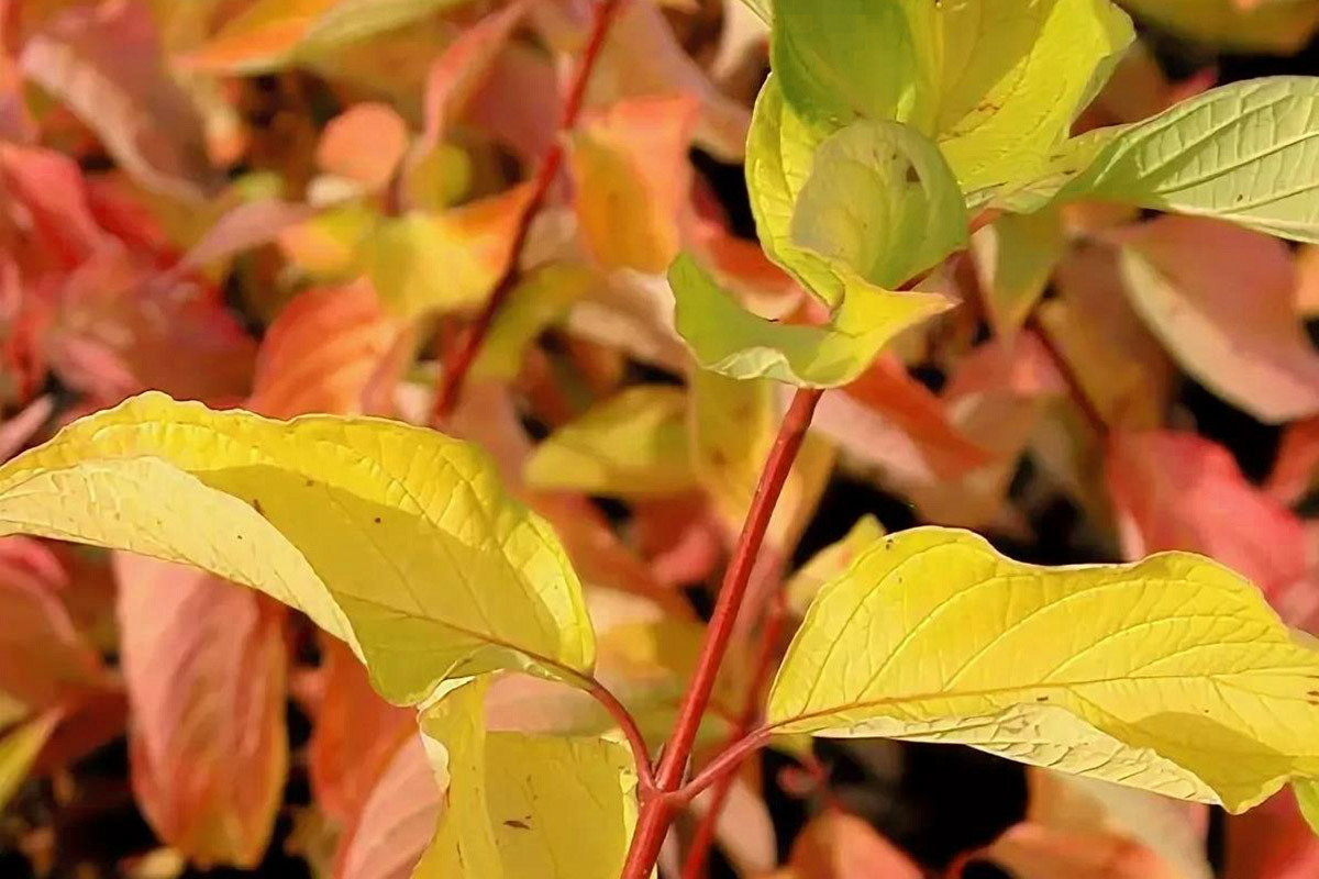 Кустарник с желтыми листьями. Дерен Aurea. Дерен белый осенью. Дерен с красными листьями. Дерен Ауреа листья.