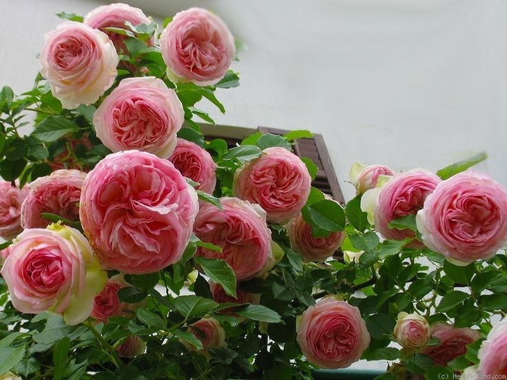Роза цикламен пьер фото