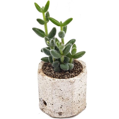 Суккулент Делосперма Эхинатум