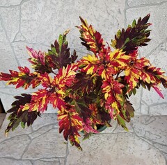 Buppa Тай колеус КСР