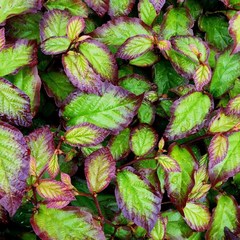 Парротия персидская Parrotia persica Persian Spire