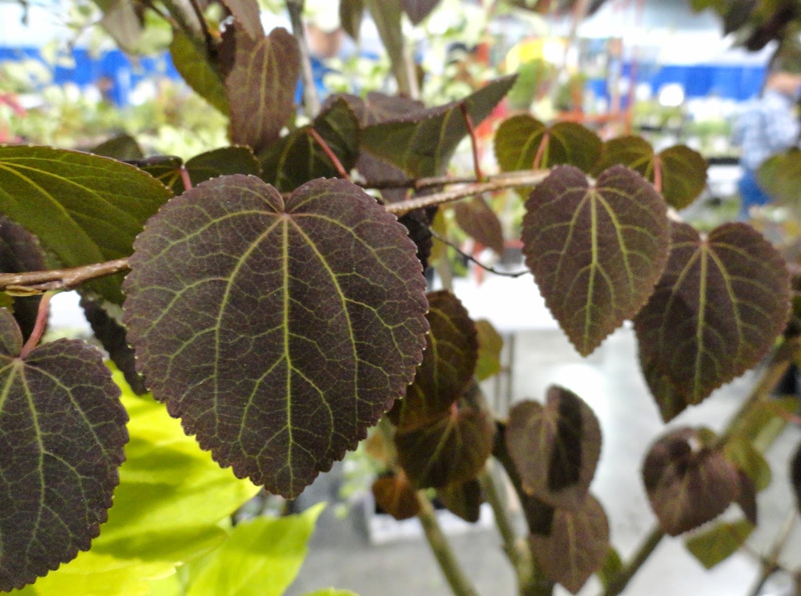 Семена Багряник японский Cercidiоphyllum japonicum