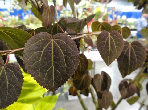 Teofrast Багряник японский Cercidiоphyllum japonicum