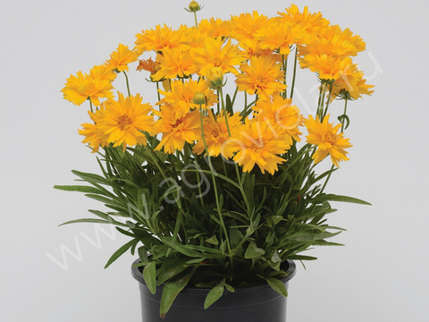 S4103 Кореопсис Grandiflora Double The Sun 5шт.