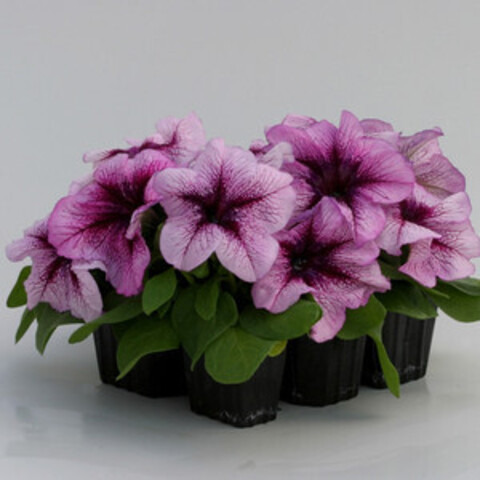 S60196 Петуния кустовая Grandiflora Prism sundae Blueberry Sundae  100 шт.