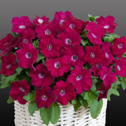 S57108 Петуния ампельная Gioconda Fuchsia 5шт.