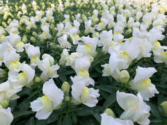 Львиный зев белый