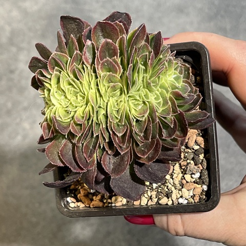 Эониум Микс Кристата  d9