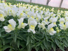 Львиный зев белый