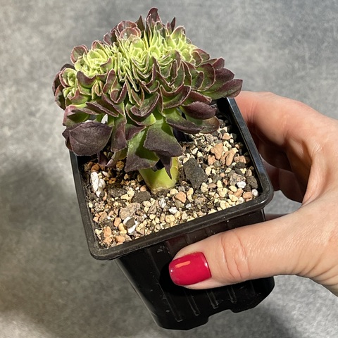 Эониум Микс Кристата  d9