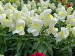 Львиный зев белый