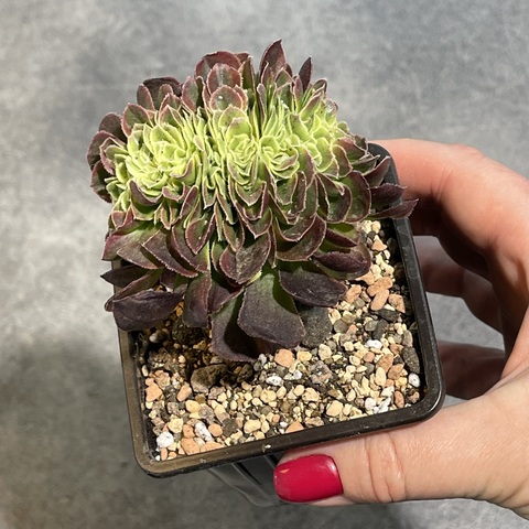 Эониум Микс Кристата  d9