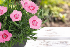 S3118 Гвоздика RoseQuarts 100 шт.