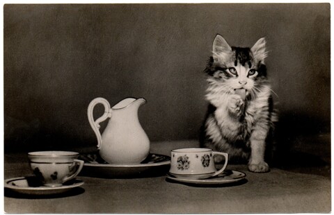 Фотооткрытка. Котята. Посуда. Стихи. 1956 г. XF