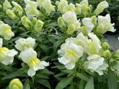 Львиный зев белый