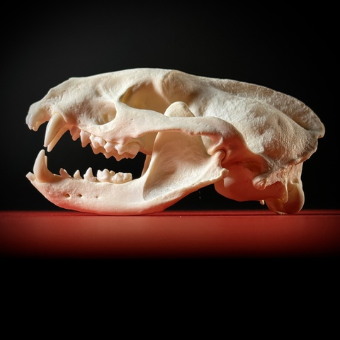 Безупречный череп барсука