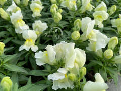 Львиный зев белый