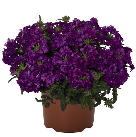 15105 Вербена LINDOLENA PURPLE (ВЕСНА 2025)