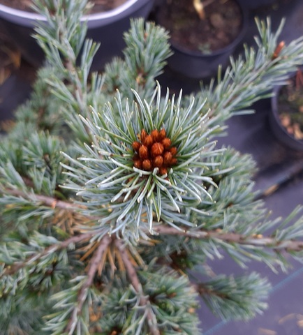 Teofrast Семена Сосна мелкоцветковая белая японская pinus parviflora