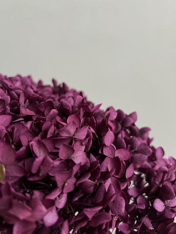 Гортензия стабилизированная фуксия