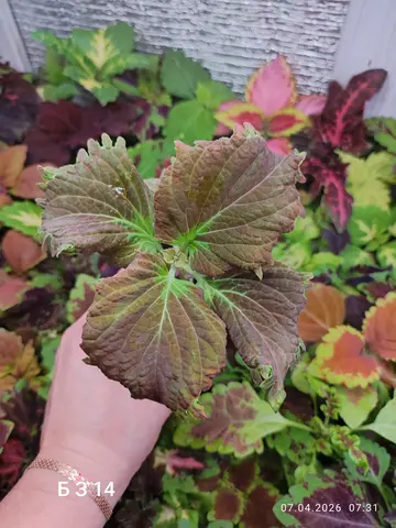 БЗ. 14 колеус