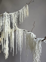 Амарант стабилизированный белый