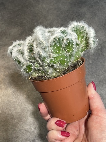 Аустроцилиндропунция Вестита Кристата d9