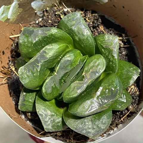 Хавортия Трунката Маугании d7