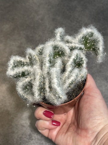 Аустроцилиндропунция Вестита Кристата d9