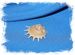 Стеллария солярис (Stellaria solaris) 3 см.