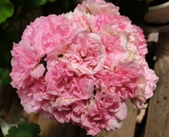 Пеларгонии