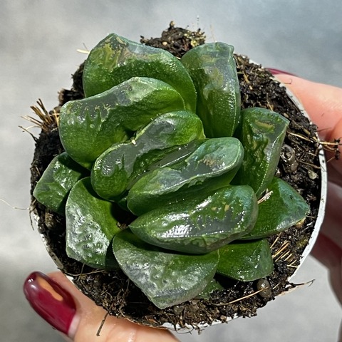 Хавортия Трунката Маугании d7