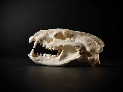 Безупречный череп барсука