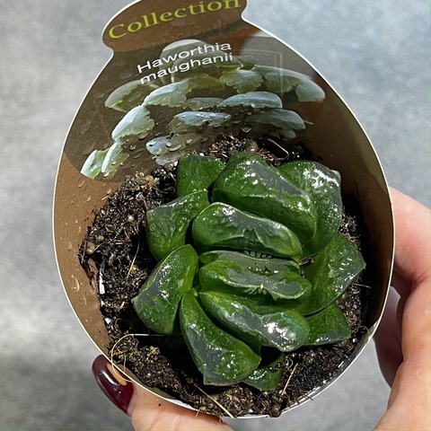 Хавортия Трунката Маугании d7