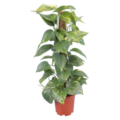 Эпипремнум на опоре