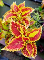 Amber Sunset Тай колеус КСР