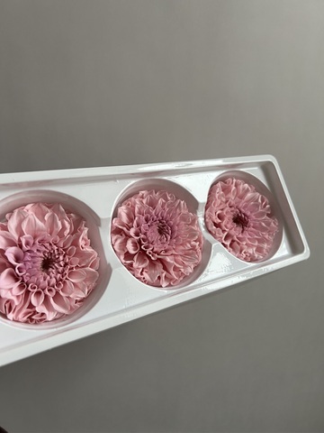 Георгины сиреневые d=8 см (упак 3 шт)