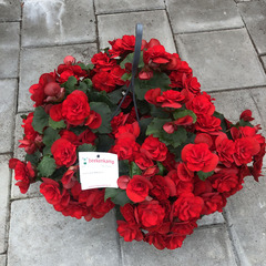 1225 Бегония SOLENIA SCARLET (Весна 2026)