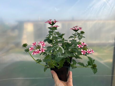 Вербена Ланаи Кэнди Кейн